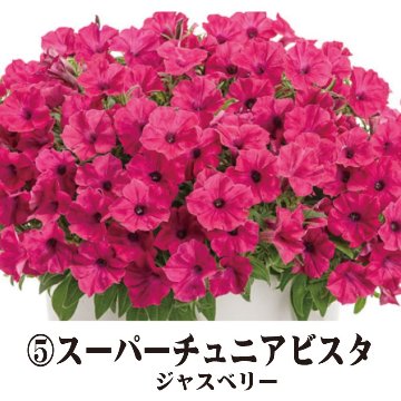 ⑤PW　スーパーチュニアビスタ ジャズベリー【6ptプレゼント】の画像