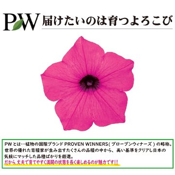 ⑤PW　スーパーチュニアビスタ ジャズベリー【6ptプレゼント】の画像