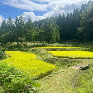 令和7年産 新潟県栃尾産コシヒカリ　越の輝米　5kg【45ptプレゼント】の画像