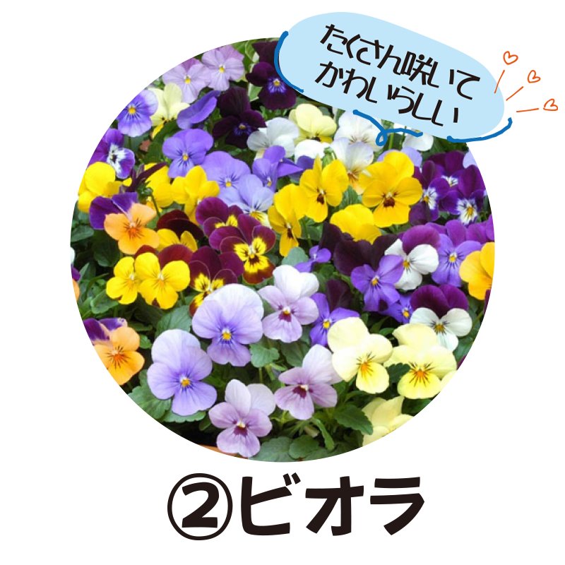 ②ビオラ【5ptプレゼント】の画像