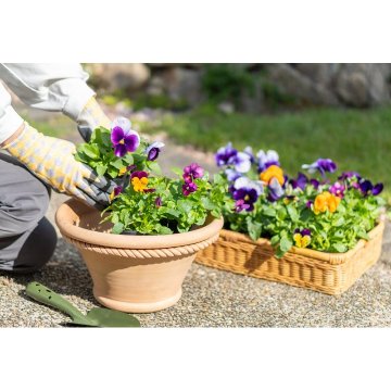 ②ビオラ【5ptプレゼント】の画像