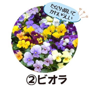 ②ビオラ【5ptプレゼント】の画像