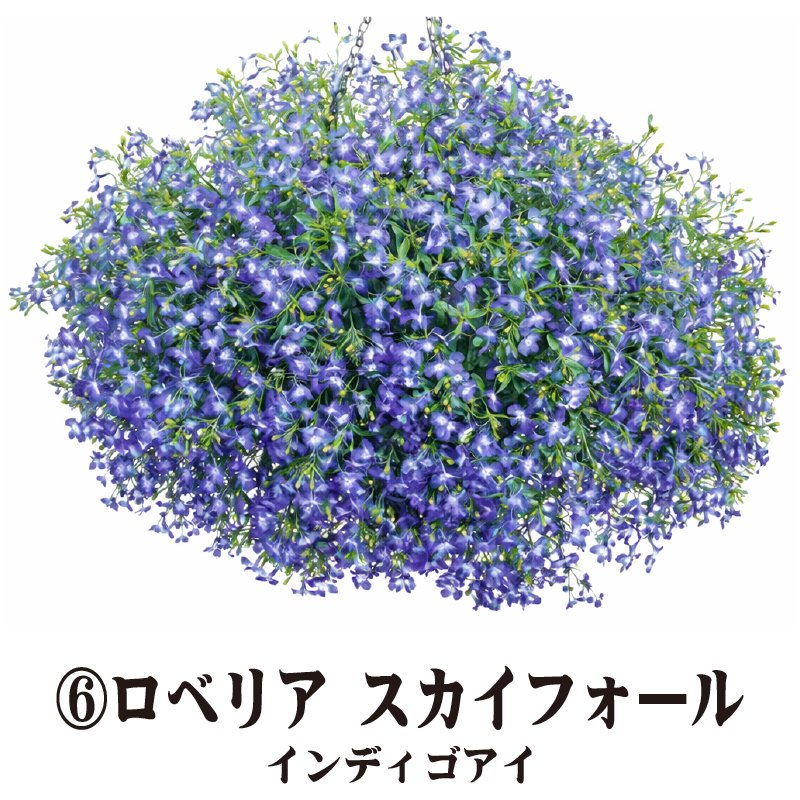 ⑥PW　ロベリアスカイフォール　インディゴアイ【6ptプレゼント】の画像