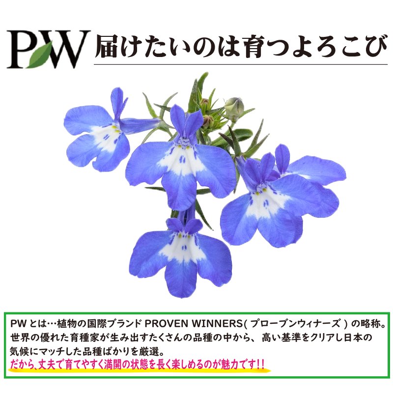 ⑥PW　ロベリアスカイフォール　インディゴアイ【6ptプレゼント】の画像