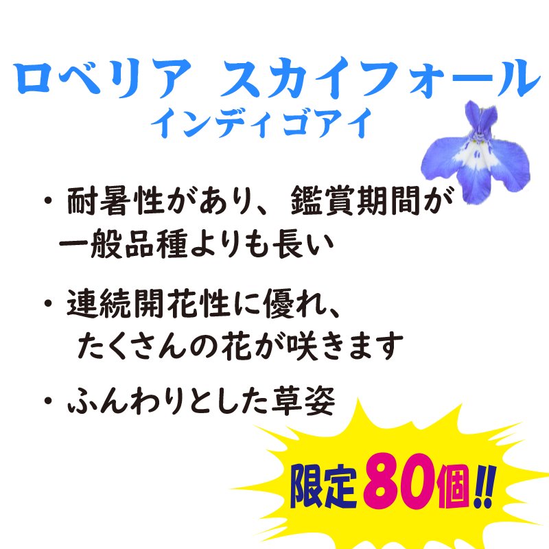 ⑥PW　ロベリアスカイフォール　インディゴアイ【6ptプレゼント】の画像