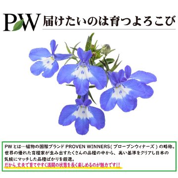 ⑥PW　ロベリアスカイフォール　インディゴアイ【6ptプレゼント】の画像