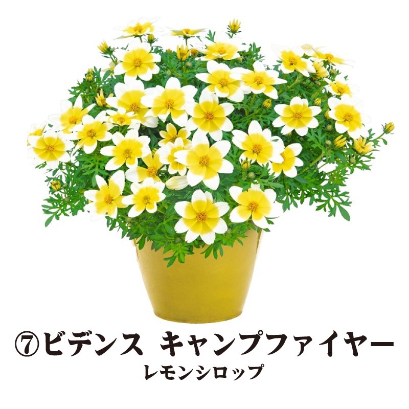 ⑦PW　ビデンス　キャンプファイヤー　レモンシロップ【6ptプレゼント】の画像