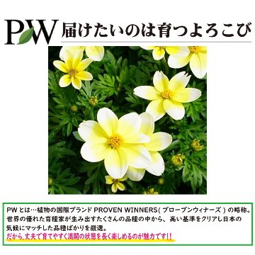 ⑦PW　ビデンス　キャンプファイヤー　レモンシロップ【6ptプレゼント】の画像