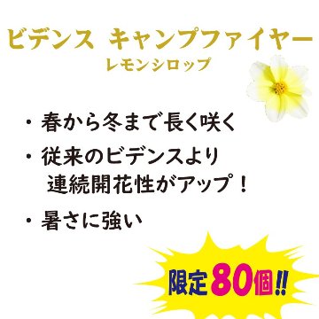 ⑦PW　ビデンス　キャンプファイヤー　レモンシロップ【6ptプレゼント】の画像