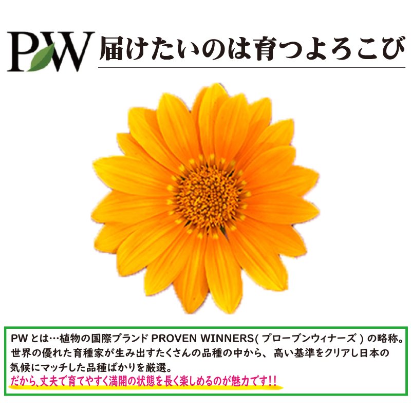 ⑧PW　ガザニア ビースト シルバーティガー【6ptプレゼント】の画像