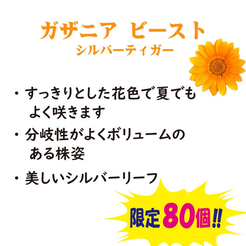 ⑧PW　ガザニア ビースト シルバーティガー【6ptプレゼント】の画像