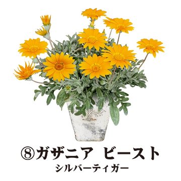 ⑧PW　ガザニア ビースト シルバーティガー【6ptプレゼント】の画像