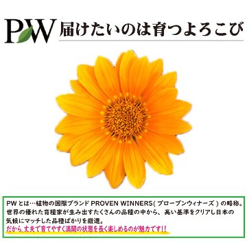 ⑧PW　ガザニア ビースト シルバーティガー【6ptプレゼント】の画像