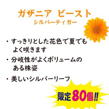⑧PW　ガザニア ビースト シルバーティガー【6ptプレゼント】の画像