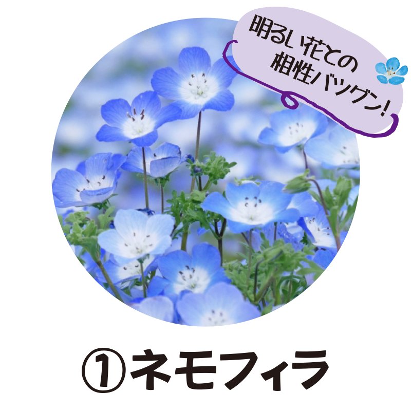 ①ネモフィラ【5ptプレゼント】の画像