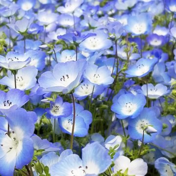 ①ネモフィラ【5ptプレゼント】の画像