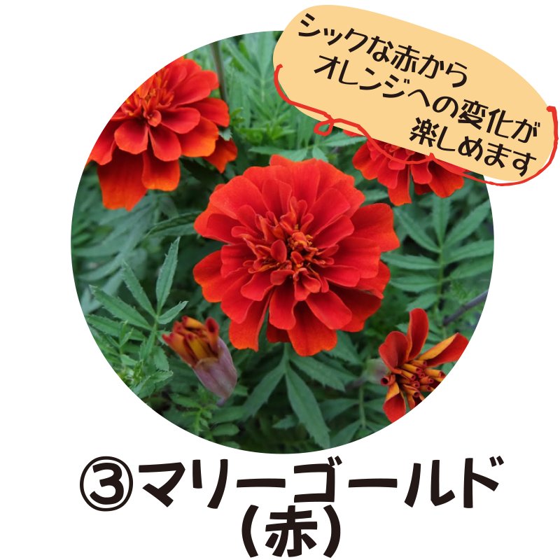 ③マリーゴールド赤【5ptプレゼント】の画像