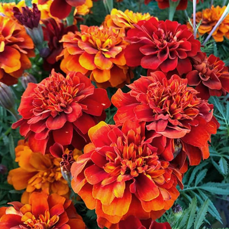 ③マリーゴールド赤【5ptプレゼント】の画像