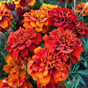 ③マリーゴールド赤【5ptプレゼント】の画像