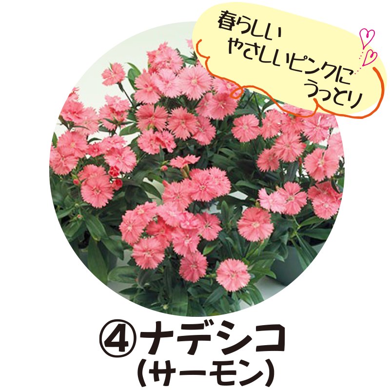 ④ナデシコ(サーモン)【5ptプレゼント】の画像