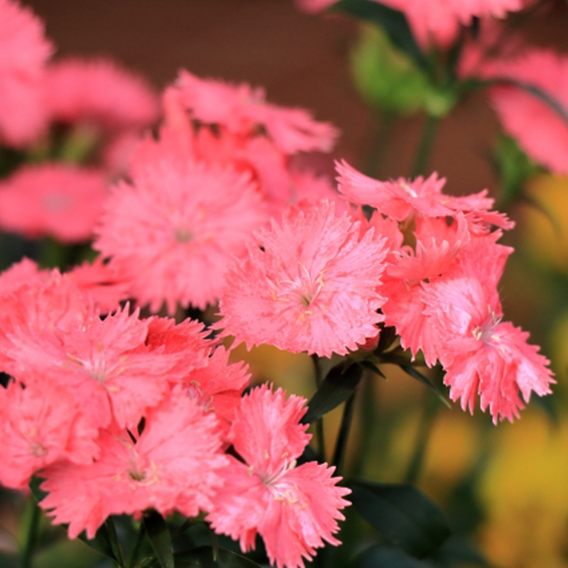 ④ナデシコ(サーモン)【5ptプレゼント】の画像