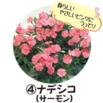 ④ナデシコ(サーモン)【5ptプレゼント】の画像