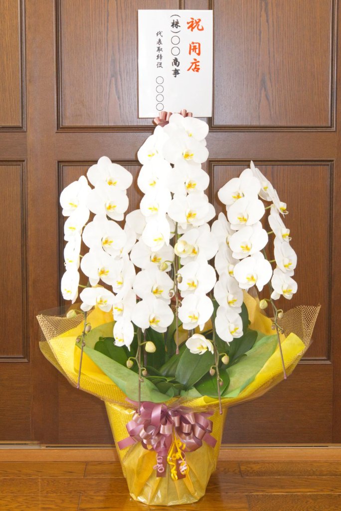 【フラワーギフト】 胡蝶蘭５本立ち | 鹿児島市、姶良市お届け限定の画像