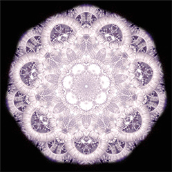 M-589　フラワーリンネの画像