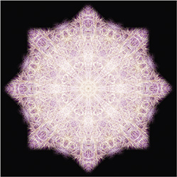 M-864　ドロセラの画像