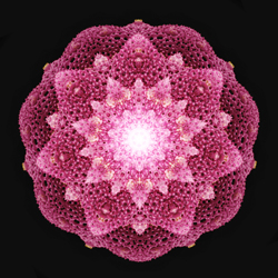 M-409　パワーフラワーの画像