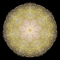 M-453　ラモスラーの画像