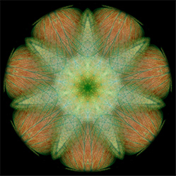 M-555　サボテンの画像