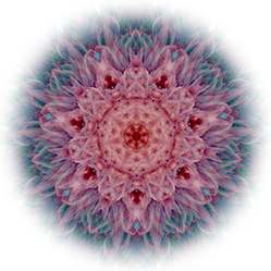 M-562　アスステリオンの画像