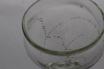 早崎志保　てんてん星のリキュールグラスの画像