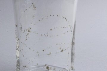 早崎志保　てんてん星のビーカーグラスlong　（クリア）の画像