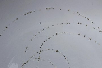 早崎志保　てんてん星のリム大皿　φ22.0ｃｍの画像