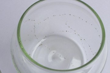 早崎志保　てんてん星のキャニスターの画像