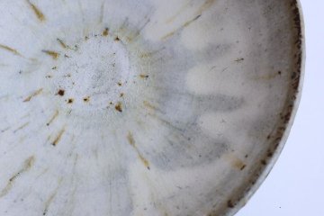 坪井俊憲　粉引鉢の画像