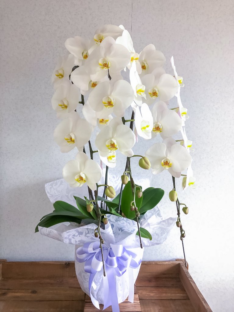 コチョウラン鉢［大輪・白・3本立］の画像