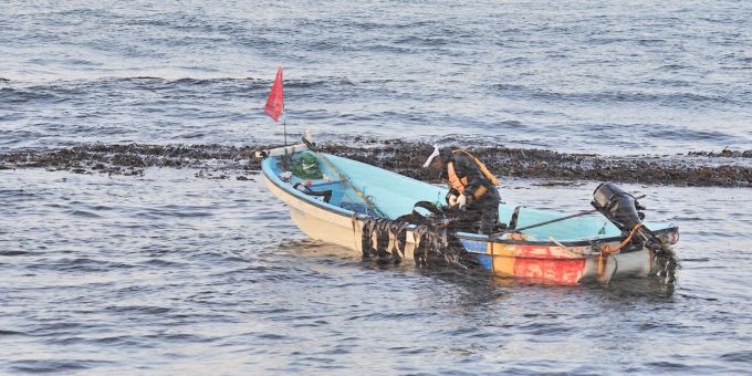 北海道道南地域のがごめ昆布漁の様子