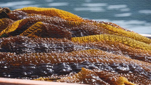 乾燥前のがごめ昆布の表面の凹凸の様子