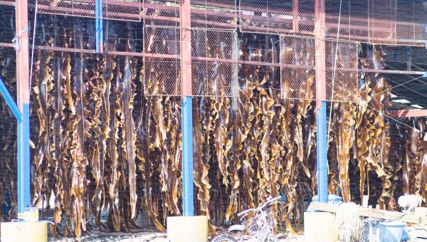 がごめ昆布を丁寧に天日干ししている様子