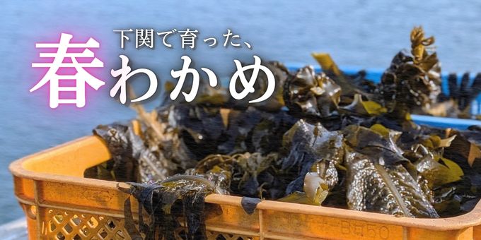 山口県下関市で水揚げされた新鮮な天然わかめ