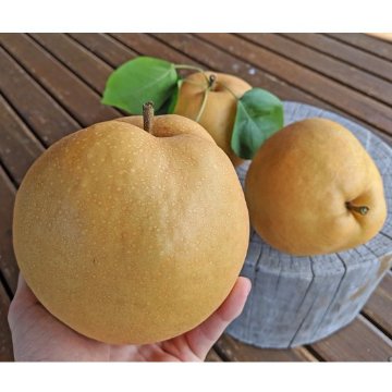 【先行予約受付】成生梨-新高B品の画像