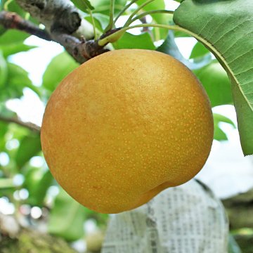 【先行予約受付】成生梨-豊水-の画像
