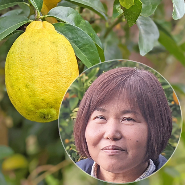 森百合の自然栽培レモン-りのか(瑠の香)-の画像