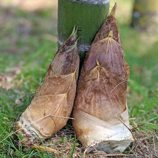 高塚成生の天然タケノコの画像