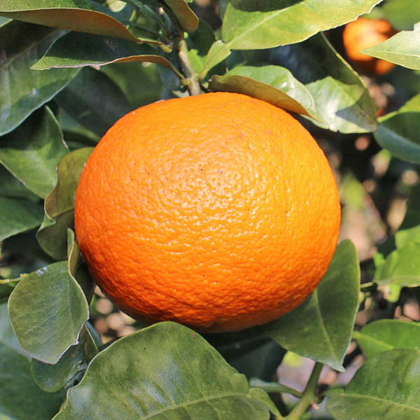 中垣自然栽培橙(だいだい)画像