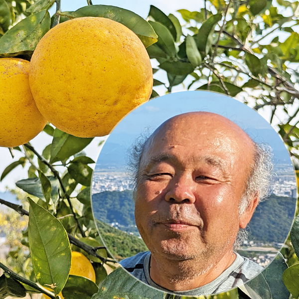 村上自然栽培「河内晩柑」の画像
