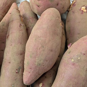 吉田自然栽培さつまいもの画像